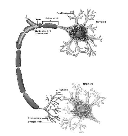 Neurotransmitters are chemicals that transmit messages from one nerve cell (neuron) to another. The nerve impulse travels from the first nerve cell through the axon—a single smooth body arising from the nerve cell— to the axon terminal and the synaptic knobs. Each synaptic knob communicates with a dendrite or cell body of another neuron, and the synaptic knobs contain neurovesicles that store and release neurotransmitters. The synapse lies between the synaptic knob and the next cell. For the impulse to continue traveling across the synapse to reach the next cell, the synaptic knobs release the neurotransmitter into that space, and the next nerve cell is stimulated to pick up the impulse and continue it.