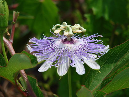 Passionflower 1050